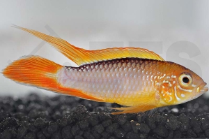 010519_Apistogramma-agassizii_Agassiz-Zwergbuntbarsch-fire-red_01