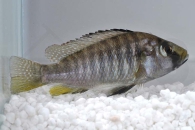 010521_Astatotilapia-calliptera_Calliptera-Maulbrueter_01