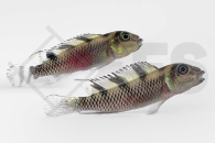 010523_Nanochromis-transvestitus_Zebra-Zwergbuntbarsch_01