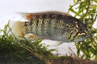 010527_Ivanacara-adoketa_Zebra-Acara_01