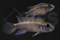 010532_Nanochromis-dimidiatus-red_Roter-Kongocichlide_02