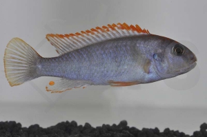 010535_Pseudotropheus-ndumbi-red-top_01