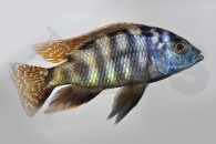 010540_Placidochromis-milomo-super-VC-10_Milomo-Bunbarsch_01