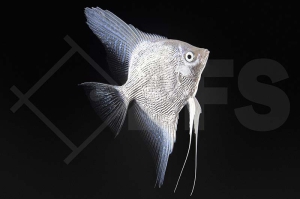 010550_Pterophyllum-scalare_Platinum-Skalar_01