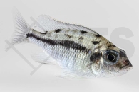 010552_Protomelas-taeniolatus-boadzulu_01