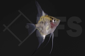 010563_Pterophyllum-scalare_Skalar_red-jaguar_01