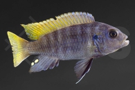 010564_Maylandia-greshakei_Eisblauer-Gestreifter-Zebra_01