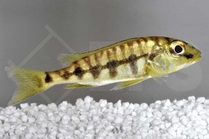 010574_Boulengerochromis-microlepis_Riesenbuntbarsch_01