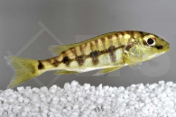 010574_Boulengerochromis-microlepis_Riesenbuntbarsch_01