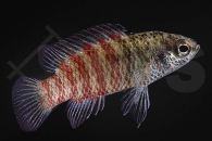 010585_Dario-hysginon_Blaubarsch_BlackTiger_02