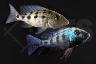 010603_Fossochromis-rostratus_Fuenffleckmaulbrueter_01