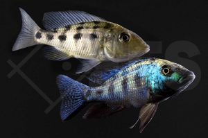 010603_Fossochromis-rostratus_Fuenffleckmaulbrueter_01