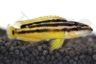 010613_Julidochromis-ornatus_Gelbe-Schlankcichlide_01