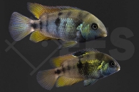010627_Amatilania-nanoluteus_Panama-Gelbkopfbuntbarsch_01