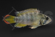 010630_Apistogramma-baenschi_Inka-Zwergbuntbarsch_01