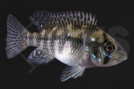 010633_Gymnogeophagus-rhabdotus_01