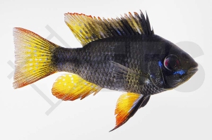 010635_Mikrogeophagus-ramirezi_Schmetterlingsbuntbarsch-schwarz_01