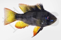 010635_Mikrogeophagus-ramirezi_Schmetterlingsbuntbarsch-schwarz_01