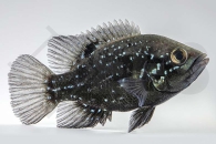 010636_Paratilapia-polleni_Marakeli-Buntbarsch_01