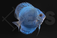 010665_Symphysodon-aequifasciatus_Diskus-Blue-Diamond_01