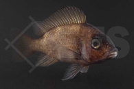 010703_Cyphotilapia-frontosa_Tanganjika-Beulenkopf-Braun_01