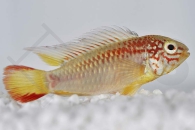 010725_Apistogramma-macmasteri_Villavicencio-Zwergbuntbarsch-goldrot_01