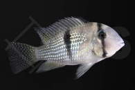 010726_Guianacara-geayi_Geayi-Sattelfleckbuntbarsch_01