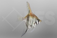 010763_Pterophyllum-scalare_Rotrueckenskalar_01