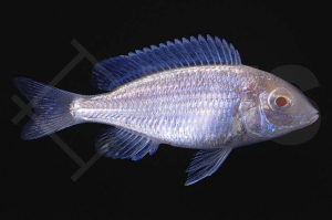 010776_Cyrtocara-moorii_Beulenkopfmaulbrueter_albino_01