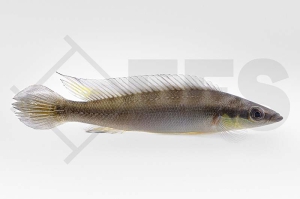 010795_Crenicichla-regani_Regans-Zwerghechtbuntbarsch-Rio-Tapajos_01