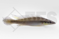 010795_Crenicichla-regani_Regans-Zwerghechtbuntbarsch-Rio-Tapajos_01