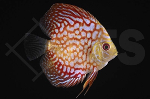 010803_Symphysodon-aequifasciatus_Diskus_Pigeon-Checkerboard_02