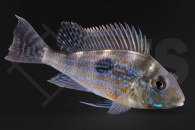 010810_Geophagus_sveni-Erdfresser_01