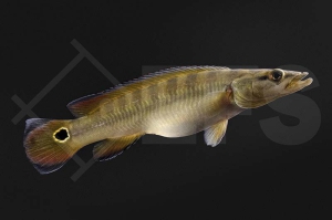 010811_Crenicichlia-lugubris_trauernder-Hechtbuntbarsch_01