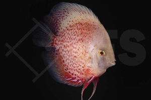 010820_Symphysodon-aequifasciatus_Diskus_Snow-Leopard_02