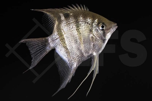 010825_Pterophyllum-leopoldi_Leopolds-Skalar_dumerili_01