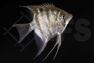 010825_Pterophyllum-leopoldi_Leopolds-Skalar_dumerili_01