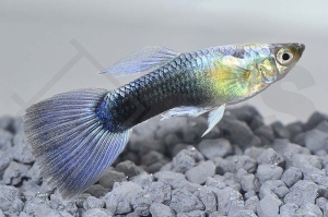 020004_Poecilia-reticulata_Guppy-neonblau-m_01