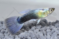 020004_Poecilia-reticulata_Guppy-neonblau-m_01