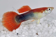 020006_Poecilia-reticulata_Guppy-rubinrot-m_01