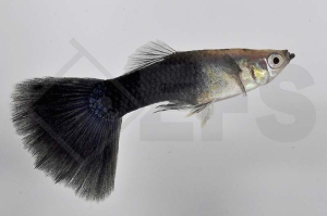 020007_Poecilia-reticulata_Guppy-schwarz-m_01