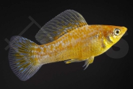 020011_Poecilia-latipinna_Diamantmolly_01