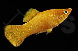 020012_Poecilia-latipinna_Goldpuder-Molly_01
