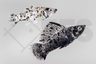 020013_Poecilia-latipinna_Kaffee-Milch-Molly_01