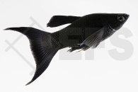 020016_Poecilia-sphenops_Black-Molly-Lyra_01