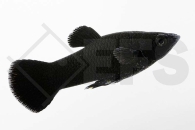020017_Poecilia-sphenops_Black-Molly_01