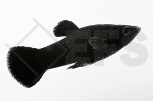 020017_Poecilia-sphenops_Black-Molly_01