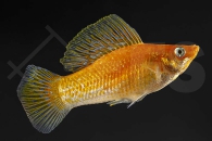 020018_Poecilia-velifera_Segelkaerpfling-gold_01
