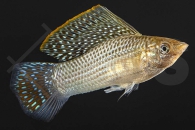 020019_Poecilia-velifera_Segelkaerpfling-gruen_01