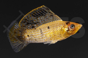 020021_Poecilia-velifera_Segelkaerpfling-silver-pink_01